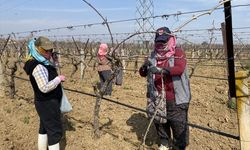 Yoğun bakım mesaisi... Bağlar üzüme hazırlanıyor