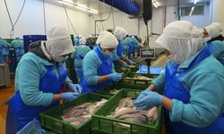 Su ürünlerinde ihracat rekoru!