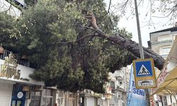 Aydın’da fırtına etkisi: Devrilen ağaç binaya zarar verdi
