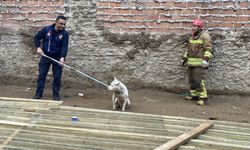 Pamuk’un imdadına itfaiye yetişti