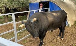 Boğa sahibini hastanelik etti!