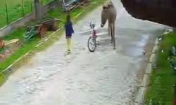 Başıboş eşek 4 yaşındaki çocuğa saldırdı