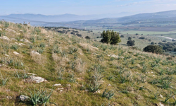 Taş ocağına zeytin freni!