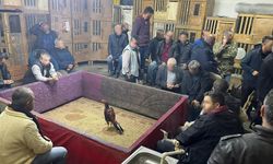 Horoz dövüşüne baskın: 23 kişiye para cezası