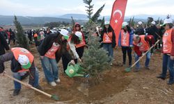 İzmir’de orman seferberliği: Yanan bölgeye 15 bin fidan dikildi