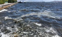 Bilimden sevindiren açıklama geldi: Bu sene koku olmaz!