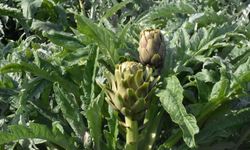 Menemen’de enginar hasadı başladı