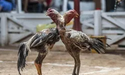 İzmir'de horoz dövüşü çetesi: Operasyon var, caydırıcı ceza yok!