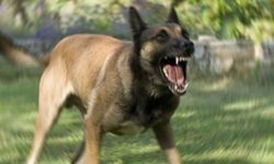 Foça’da köpek saldırısı gerginliği: Belediye ekiplerine müdahale