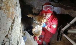 Kuruyan betonda mahsur kalan 'Paris', 7 saat sonra özgürlüğüne kavuştu