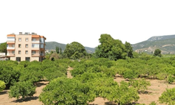 Tarım arazisini imara açan plana yargı freni!