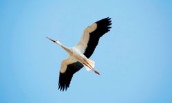 İzmir’in ‘marteniçka’ rotası: Kırlangıç şehirde, Leylek Gediz’de!