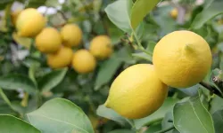 Resmi Gazete'de yayımlandı: Limon ithalatına vergi indirimi!