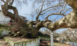 Manisa'nın 2 bin yıllık 'anıt çınar'ı