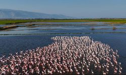 Söke'de su altında kalan tarım arazileri flamingoların yuvası oldu