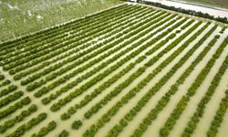 Sağanak vurdu: Tarım arazileri su altında kaldı