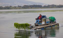 Büyükşehir'den deniz marullarına yoğun müdahale!