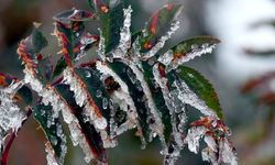 Tarım ve Orman Bakanlığı'ndan zirai don uyarısı