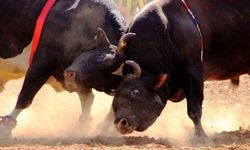 Hayvanseverlerden Başkan Türkmen’e çağrı: Güreş yerine güzellik yarışması yapın!