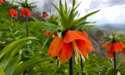 ‘Ağlayan Gelin’i koparmanın cezası 700 bin TL