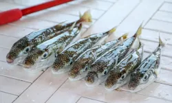 Zehri öldürüyor: 6 yılda 665 bin tane yakalandı