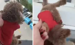 Köpeği pencereden sarkıtıp cama vurdu