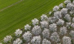Meteoroloji'den Ege için 'zirai don' uyarısı