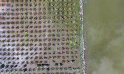 İzmir'i sağanak vurdu: Tarım arazileri sular altında!