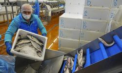 Su ürünleri ihracatında rekor!