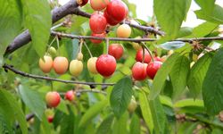 Manisa'da 2026 yılının ilk kiraz hasadı yapıldı!