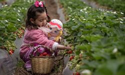 Emiralem çileğinde yağmur bereketi... Hasat gecikti, verim arttı!