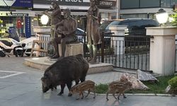 Marmaris'te yaban domuzları yerleşim alanına indi