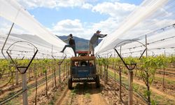 Üzümlere tül kalkanı!