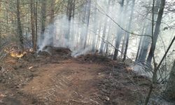 Aydın'da 7 dekar orman yandı!