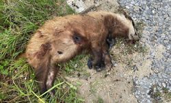 Nesli tehlikedeki porsuk silahla katledildi!