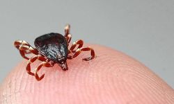 Havalar ısındı, keneler uyandı: Uzmanından kritik uyarı geldi