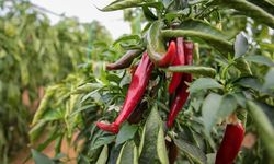 Zirai ilaçlara dijital takip: B-Reçete geliyor