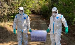 Çam kese böceğinin rakibi... Terminatörler salındı!