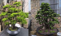 Geven bitkisiyle çifte kazanç: Gelir ve yangın önlemi