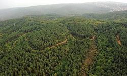 İzmir’in orman raporu!
