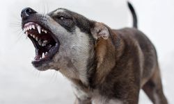 Sokak köpekleri 2 çocuğa saldırdı: 5 yaşındaki çocuk hayatını kaybetti