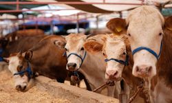 Kurban satış ve kesim yerlerinde yönelik tedbirler artırıldı