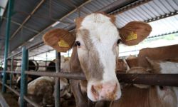 'Kurban Tebliği' Resmi Gazete'de yayımlandı