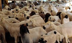 Vekaletle kurban kesim bedelleri açıklandı