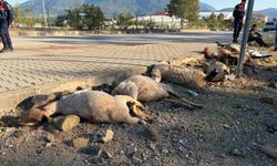 Motosiklet koyun sürüsünün arasına daldı: 8 koyun can verdi