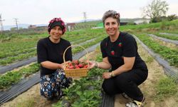 Organik çilekte hasat heyecanı