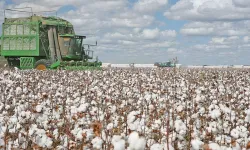 Tekstile 'Hürmüz' etkisi: Doğal pamuğa yönelim!