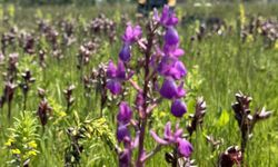 İzinsiz orkide topladı... Yarım milyonluk ceza yedi!