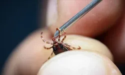 Tokat’ta kene alarmı: 2 kişiye KKKA tanısı kondu