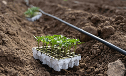 Bornova'da yeni kent bostanları yolda!